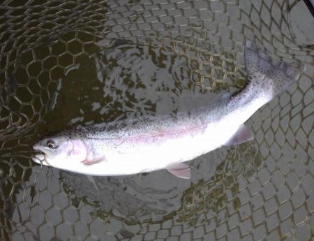 大安トラウトレイク 釣果